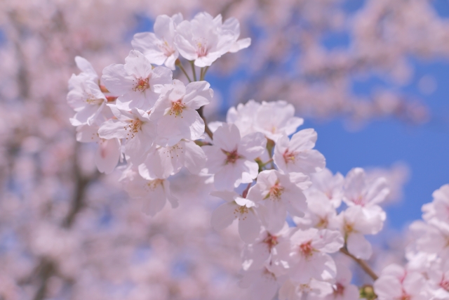 栃木の格安遊園地で遊んだ体験談！千手山公園ってどんなところ？ブログ記事に挿入する桜の花の画像