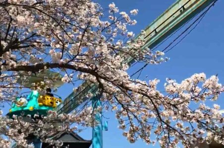 栃木の宇都宮動物園で動物とふれあった1日をレポート！お花見にもおすすめブログ記事に挿入する桜と遊具の写真