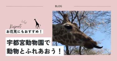 栃木の宇都宮動物園で動物とふれあった1日をレポート！お花見にもおすすめ