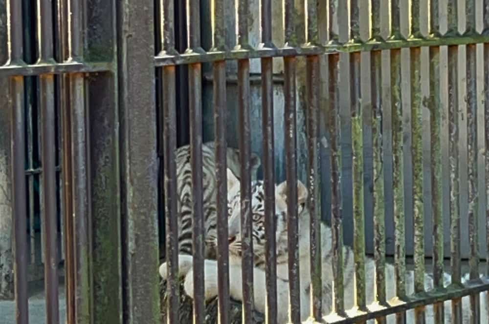 栃木の宇都宮動物園で動物とふれあった1日をレポート！お花見にもおすすめブログ記事に挿入するホワイトタイガーの写真
